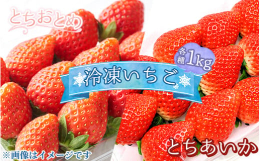 [とちあいか][選べる品種!]とちおとめ とちあいか 冷凍いちご 1kg〔B-103〕 | いちご イチゴ 苺 フルーツ 果物 デザート ストロベリー 冷凍 ジャム スムージー フローズン 那須 栃木県 那須町