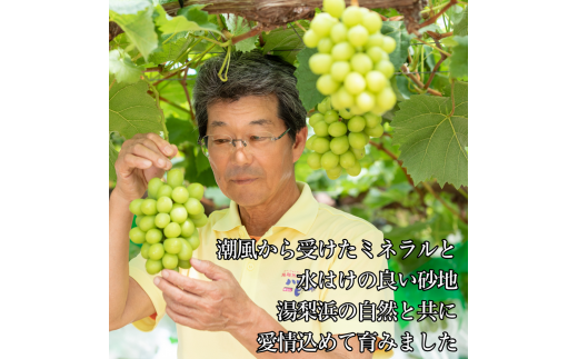 鳥取県湯梨浜町のふるさと納税 38J.潮騒熟成ハワイ種なしシャインマスカット3～5房