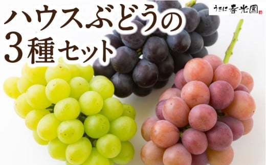 【先行予約】春光園 ハウスぶどうの3種セット 2025年7月中旬から8月上旬 出荷予定 種なしブドウ 214642 - 福岡県うきは市