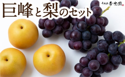 【先行予約】春光園 巨峰と梨のセット 2025年8月下旬から9月上旬 出荷予定 218321 - 福岡県うきは市