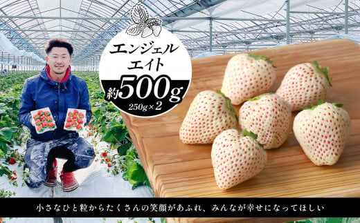 選べる3種類 イチゴ 約500g エンジェルエイト  | フルーツ 果物 くだもの イチゴ いちご 苺 白いちご 天使のいちご 熊本県 玉名市