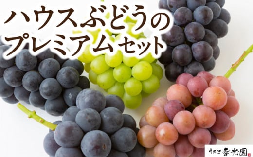 【先行予約】春光園 ハウスぶどうのプレミアムセット 2025年7月中旬から7月下旬 出荷予定 214643 - 福岡県うきは市