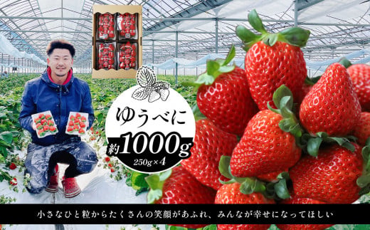 選べる3種類 イチゴ 約1000g ゆうべに | フルーツ 果物 くだもの イチゴ いちご 苺 熊本県 玉名市
