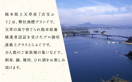 とらふぐフルコース【松】吉宝ふぐ（40cm赤絵皿全盛り・7～8人前） 『焼きひれ/特製ポン酢/もみじおろし付き』