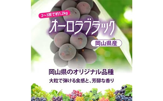 ＜2024年お届け＞朝採れオーロラブラック 約1.2kg【1329064】 421782 - 岡山県津山市