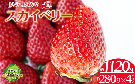 [2025年先行予約][1月発送予定] 栃木県共通返礼品 JAうつのみや直送! スカイベリー 280g×4パック | いちご 甘い 果物 フルーツ デザート 希少 栃木県 下野市 送料無料