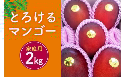 【先行予約 2025年 発送】かねよしマンゴーの甘くとろける マンゴー 2kg 家庭用 沖縄県産  アップルマンゴー アーウィンマンゴー 国産 完熟マンゴー 果物 南国 くだもの フルーツ 完熟 夏 旬 特産品 沖縄 お取り寄せ お土産 甘い 濃厚 糸満市 