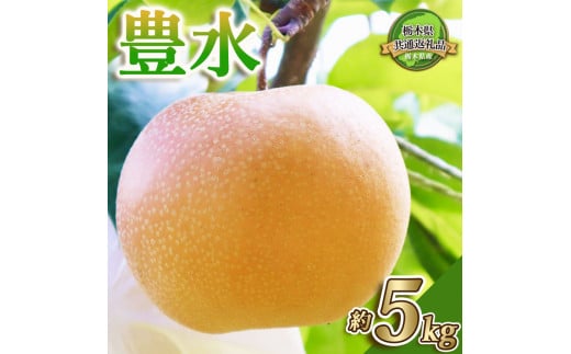 【栃木県共通返礼品】【先行予約】豊水 5kg | 送料無料 栃木県 下野市 共通返礼品 梨 豊水 果物 フルーツ デザート 1376745 - 栃木県下野市