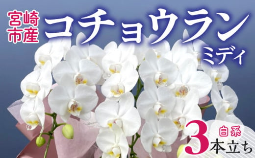 宮崎市産 コチョウランミディ 3本立ち 白系_M238-001 1472004 - 宮崎県宮崎市