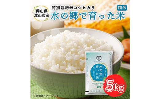 ＜岡山県津山市加茂町産＞水の郷で育った米 5kg 特別栽培米 コシヒカリ TY0-0648 339127 - 岡山県津山市