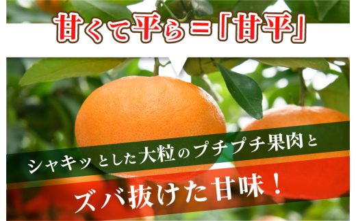 愛媛県今治市のふるさと納税 【ご家庭用】【先行予約】今治産甘平レギュラー箱 ５ｋｇ 【KC00780】