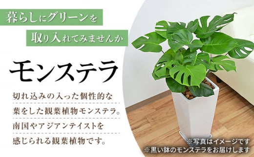 観葉植物 モンステラ 8号 陶器鉢植え 黒（80～100cm前後）/ 室内観葉植物 インテリア ロングスクエア 大型 おしゃれ 鉢植え / 大村市  /琴花園 [ACYK034] - 長崎県大村市｜ふるさとチョイス - ふるさと納税サイト