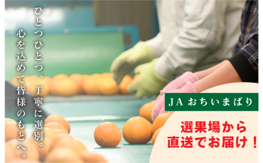 愛媛県今治市のふるさと納税 【ご家庭用】【先行予約】今治産甘平レギュラー箱 ５ｋｇ 【KC00780】