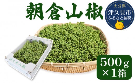 数量限定！朝倉山椒 500ｇ×1箱 生山椒 枝付き さんしょう サンショウ 花椒 ホアジャオ スパイス 調味料 大分県産 九州産 津久見市 国産 773147 - 大分県津久見市