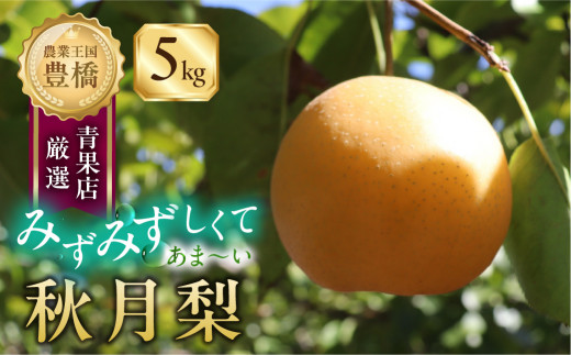 ≪先行予約≫ 農業王国 豊橋 秋月梨 (大玉)5kg(10〜16玉) 梨