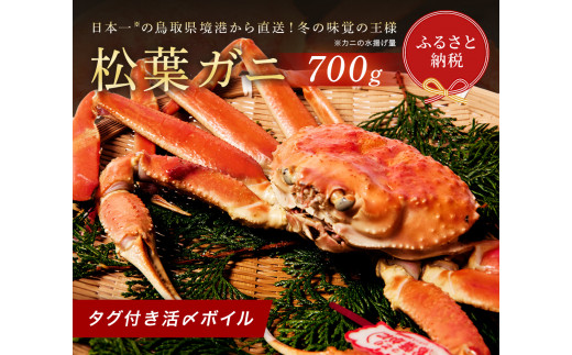 【蟹セレブ】タグ付き活〆ボイル・松葉がに（中・700ｇ前後） 1361965 - 鳥取県八頭町