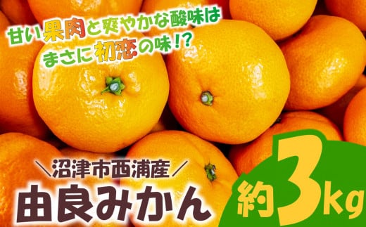 由良 みかん 3kg 産地直送 柑橘 みかん フルーツ 果物 蜜柑 オレンジ  1427520 - 静岡県沼津市