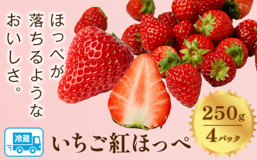 先行予約 いちご 紅ほっぺ 1000g(250g×4パック) JA笠岡アグリ[2025年1月中旬-3月末頃出荷]岡山県 笠岡市 送料無料 苺 フルーツ 果物 お取り寄せ[配達不可地域あり]