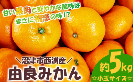 由良 みかん 約5kg 小玉 産地直送 柑橘 みかん 訳あり フルーツ 果物 蜜柑 オレンジ ご家庭用