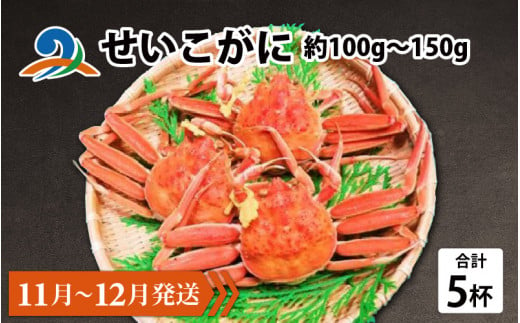 【先行予約】せいこがに 約100g～150g×5杯【11月～12月発送】 718758 - 福井県南越前町