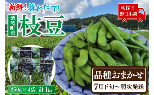 採れたて枝豆(品種おまかせ)１kg（250g×4袋）新鮮 産地直送 朝採り（DI007）