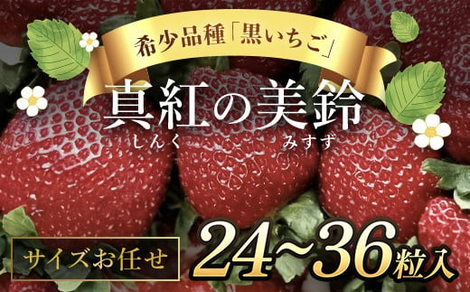 希少品種 黒いちご 真紅の美鈴 サイズお任せ 24粒～36粒 SMAN014