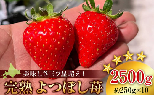 【2025年発送予約】北海道産 完熟よつぼし苺(約250g×10パック)