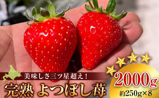 【2025年発送予約】北海道産 完熟よつぼし苺(約250g×8パック)