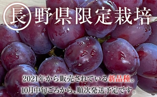 長野県大町市のふるさと納税 【先行予約】2024  クイーンルージュ®　2房～3房　約1キロ　【10月中旬頃～順次発送予定】　長野県産　国際特許有機肥料栽培　