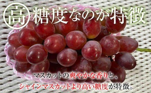 長野県大町市のふるさと納税 【先行予約】2024  クイーンルージュ®　2房～3房　約1キロ　【10月中旬頃～順次発送予定】　長野県産　国際特許有機肥料栽培　