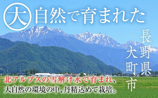 長野県大町市のふるさと納税 【先行予約】2024  クイーンルージュ®　2房～3房　約1キロ　【10月中旬頃～順次発送予定】　長野県産　国際特許有機肥料栽培　