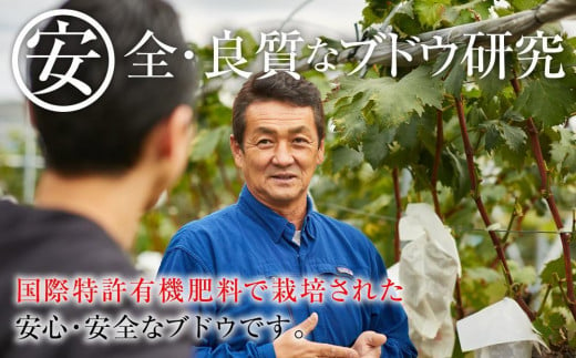 長野県大町市のふるさと納税 【先行予約】2024  クイーンルージュ®　2房～3房　約1キロ　【10月中旬頃～順次発送予定】　長野県産　国際特許有機肥料栽培　