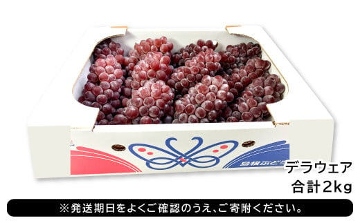 先行予約】待ちきれないデラウエア 2kg【先行予約 期間限定 季節限定 早期予約 果物 くだもの フルーツ 葡萄 ブドウ ぶどう デラウェア】 -  島根県益田市｜ふるさとチョイス - ふるさと納税サイト