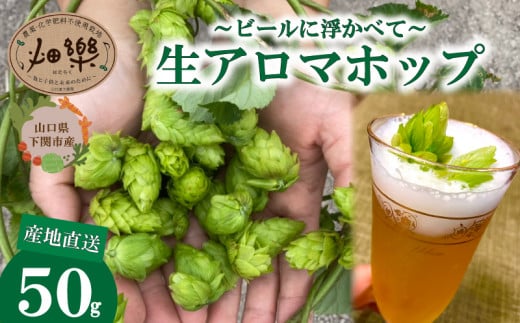 ビール の 原料 アロマホップ 生ホップ ～ ビールに浮かべて～ 50g  産地直送 野菜 農家直送 季節限定 露地栽培 農薬 化学肥料 不使用 下関 山口 1380060 - 山口県下関市