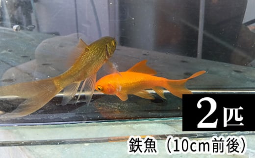 鉄魚　2匹（10cm前後） [No.206]