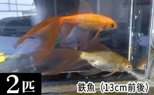 鉄魚　2匹（13cm前後） [No.209] 1381746 - 埼玉県美里町