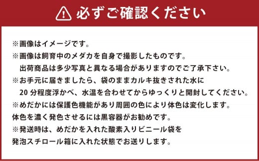 輝音のメダカ ミックスメダカ 15匹 セット（めだか餌、卵トリーナー 2個 付）