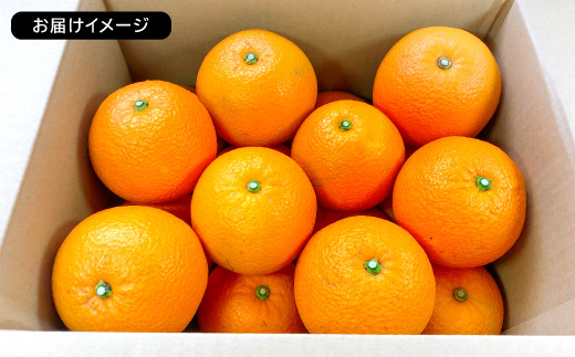 ※お届けイメージ