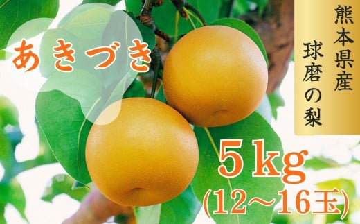 【発送時期：2025年8月下旬～9月上旬】熊本県ＪＡくま産　球磨の梨　あきづき 5kg（12玉～16玉）