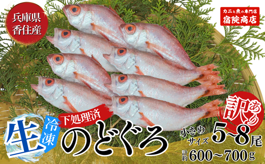 [訳あり のどぐろ 生冷凍 調理済 少し小さめ(1匹80〜100g前後)内容量:約600g〜700g 冷凍 兵庫県香住産]ご入金確認後、順次発送予定 サイズ不揃い 少し小さめ 日本海で水揚げ 鮮度抜群、脂乗りの良いノドグロを急速冷凍 細胞を壊さず、食品の美味しさをキープ 白身のトロ 産地直送 兵庫県 香美町 香住 柴山 山陰 大人気 ふるさと納税 送料無料 宿院商店 14000円 33-14