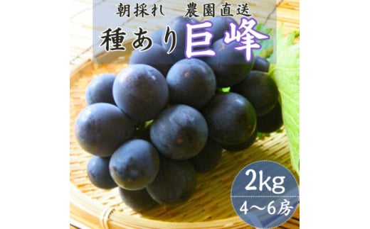 巨峰(種あり) 約2kg(4～6房)葡萄作り60年の果樹園が朝採れ厳選でお届けします【1521535】 1383540 - 大分県日出町