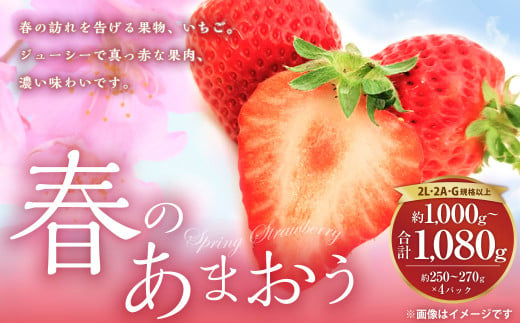 春のあまおう（2L・2A・G規格以上 4パック）いちご 苺 イチゴ フルーツ 果物【2025年3月上旬～4月下旬発送予定】