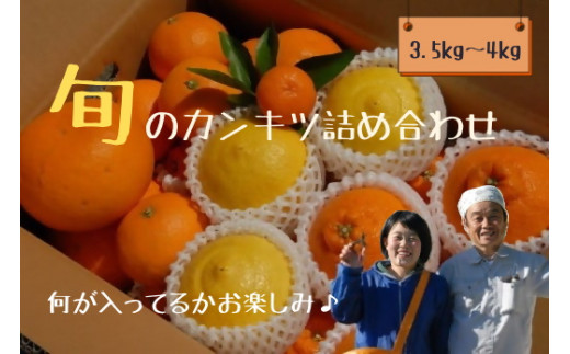 M-103 果樹園みかんの木の旬のカンキツ詰合せ　約3.5ｋｇ～４ｋｇ 1389824 - 佐賀県太良町