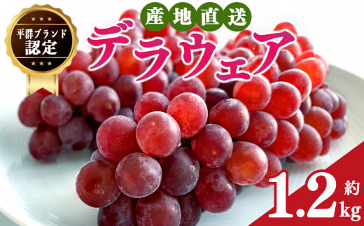 デラウェア L～2L  約1.2kg | フルーツ ぶどう 葡萄 ブドウ デラウェア 奈良県 平群町