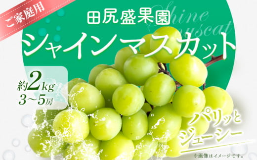 【先行予約】 ご家庭用 シャインマスカット2kg(3～5房)《2025年8月下旬-9月末頃出荷》田尻盛果園 フルーツ 果物 マスカット ぶどう