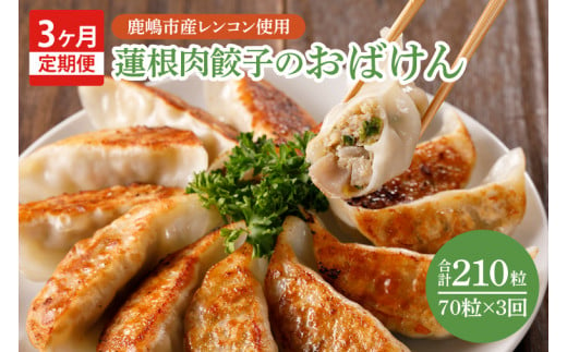 【3ヶ月定期便】蓮根肉餃子のおばけん【70粒×3回】【野菜 ギョーザ れんこん しゃきしゃき おいしい ストック 茨城県 鹿嶋市】（KBU-10） 1383094 - 茨城県鹿嶋市