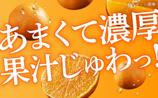  まるでゼリーのようにとろけるみかん！紅まどんな Lサイズ　約3kg（15玉入）