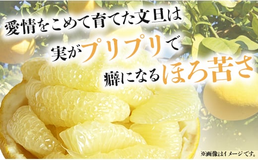 高知県香南市のふるさと納税 【高知】文旦 5kg 土佐文旦 5kg (2L～4Lサイズ) 先行予約 期間限定 間城農園 - 高知産 土佐文旦 柑橘 フルーツ 文旦 ぶんたん ブンタン 果物 ms-0065