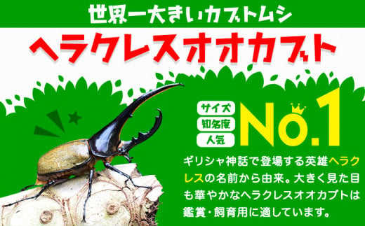 ヘラクレスオオカブト 140mm台 オス メス ペア セット《30日以内に出荷予定(土日祝除く)》 和歌山県 岩出市 ヘラクレスオオカブト ヘラクレス  昆虫 カブトムシ ギリシャ神話 王様 鑑賞用 飼育用 成虫 送料無料 - 和歌山県岩出市｜ふるさとチョイス - ふるさと納税サイト