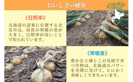 北海道北見市のふるさと納税 【2025年1月中お届け】日本一の玉ねぎ生産地！信田農園の玉ねぎ 10kg Lサイズ ( 信田農園 野菜 玉ねぎ 玉葱 たまねぎ タマネギ 10キロ 北見のたまねぎ オニオン 野菜 甘い ふるさと納税 )【124-0004-2024】